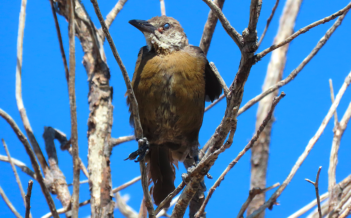 Great-tailed Grackle - ML177123461