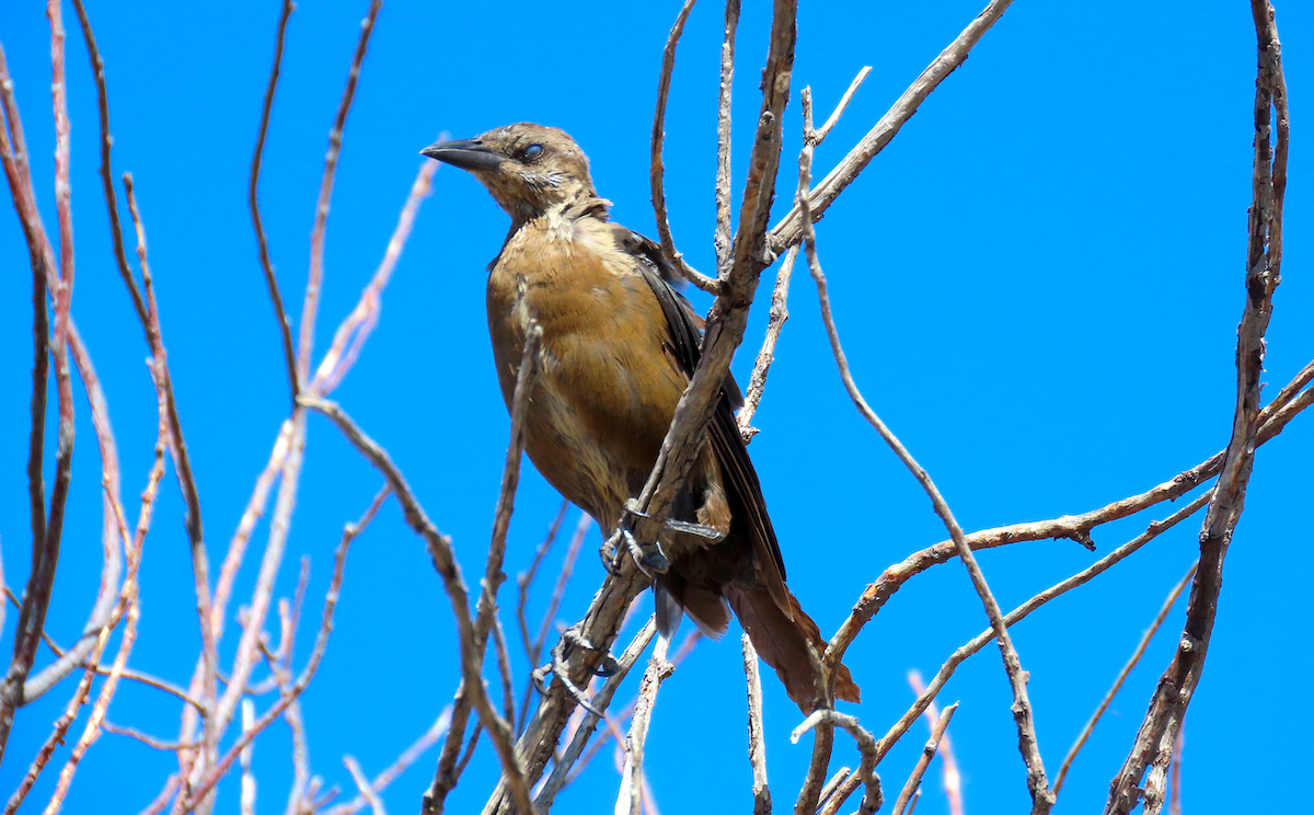 Great-tailed Grackle - Ted Floyd