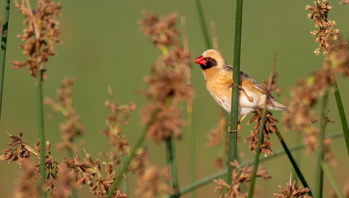 Red-billed Quelea - ML177123761