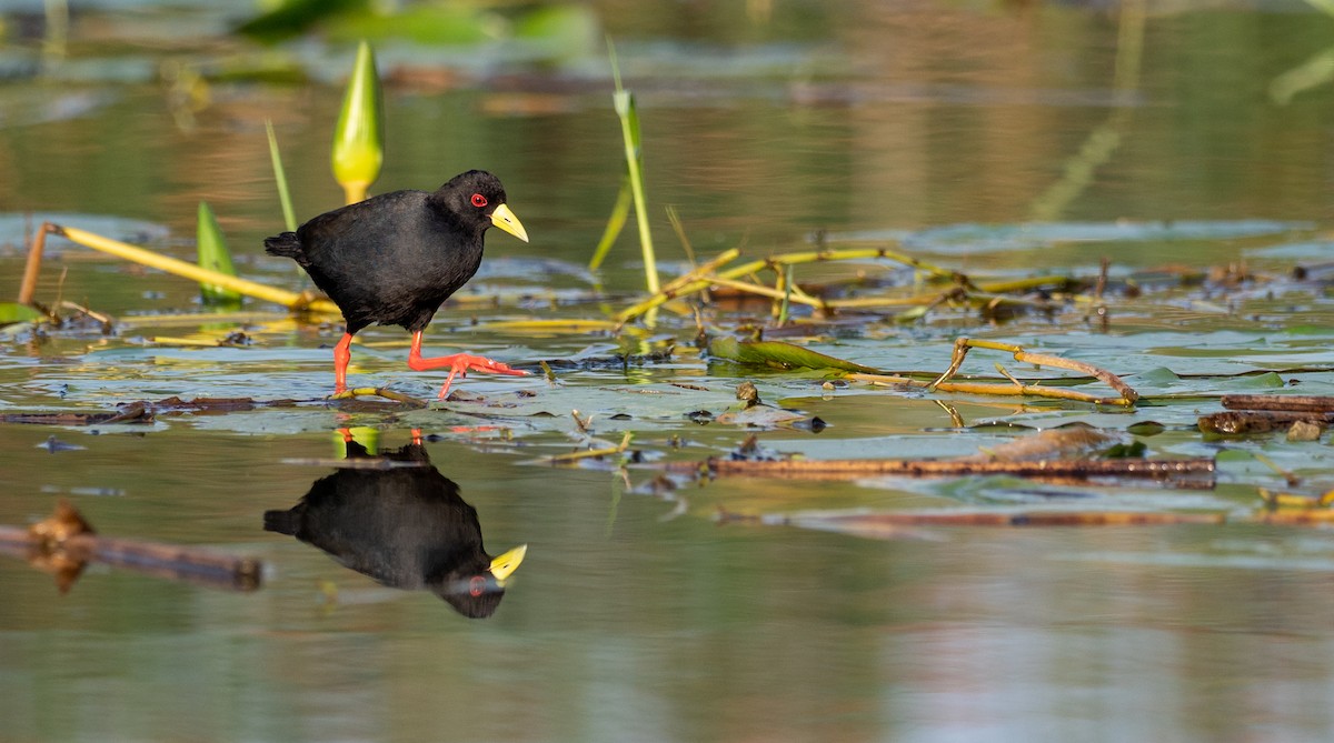 Black Crake - ML177124281