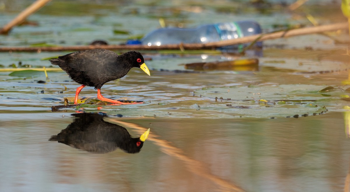 Black Crake - ML177124291