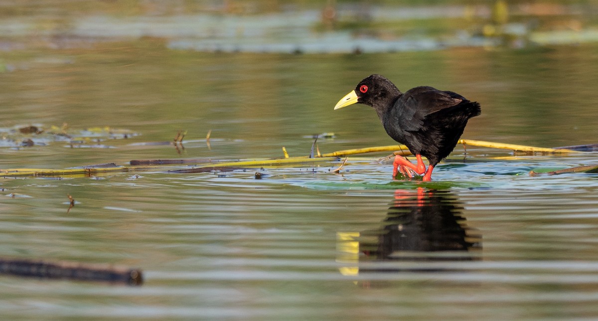 Black Crake - ML177124301