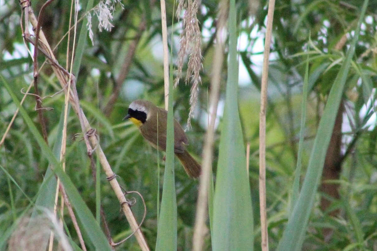 Common Yellowthroat - ML177124471