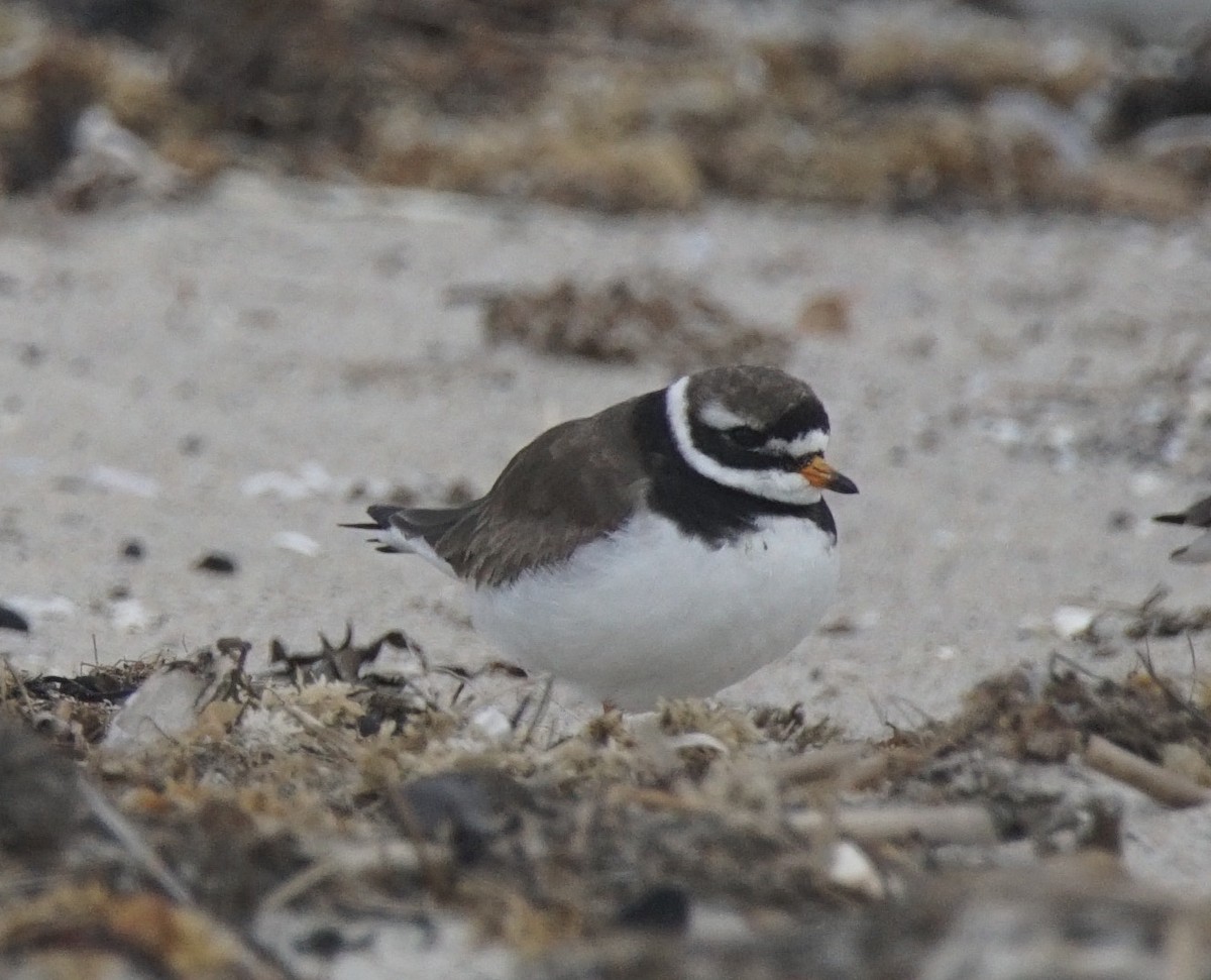 Common Ringed Plover - ML177126211