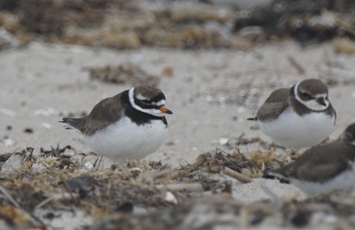 Common Ringed Plover - ML177126221