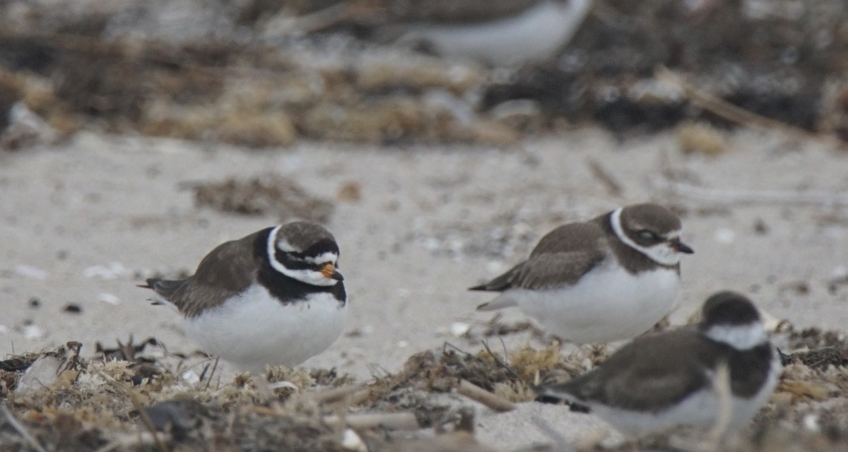 Common Ringed Plover - ML177126231