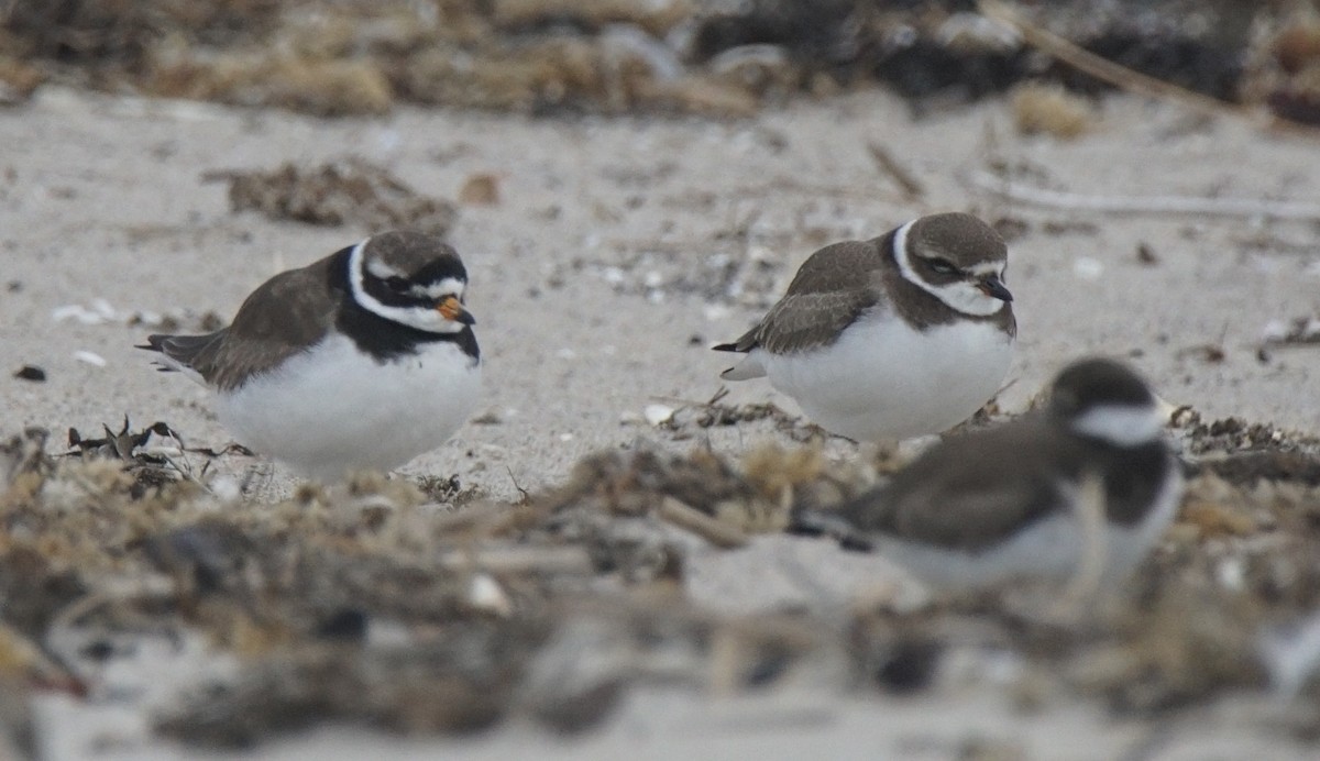 Common Ringed Plover - ML177126241