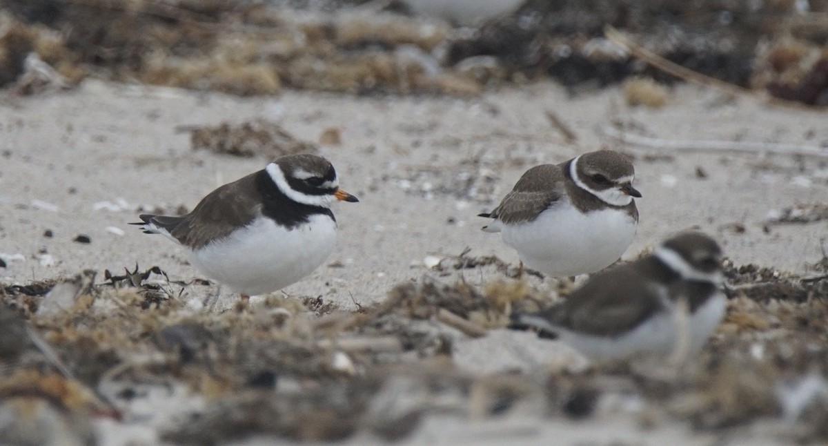 Common Ringed Plover - ML177126251