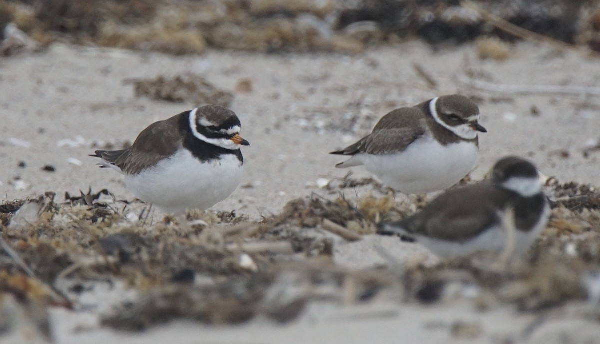 Common Ringed Plover - ML177126271