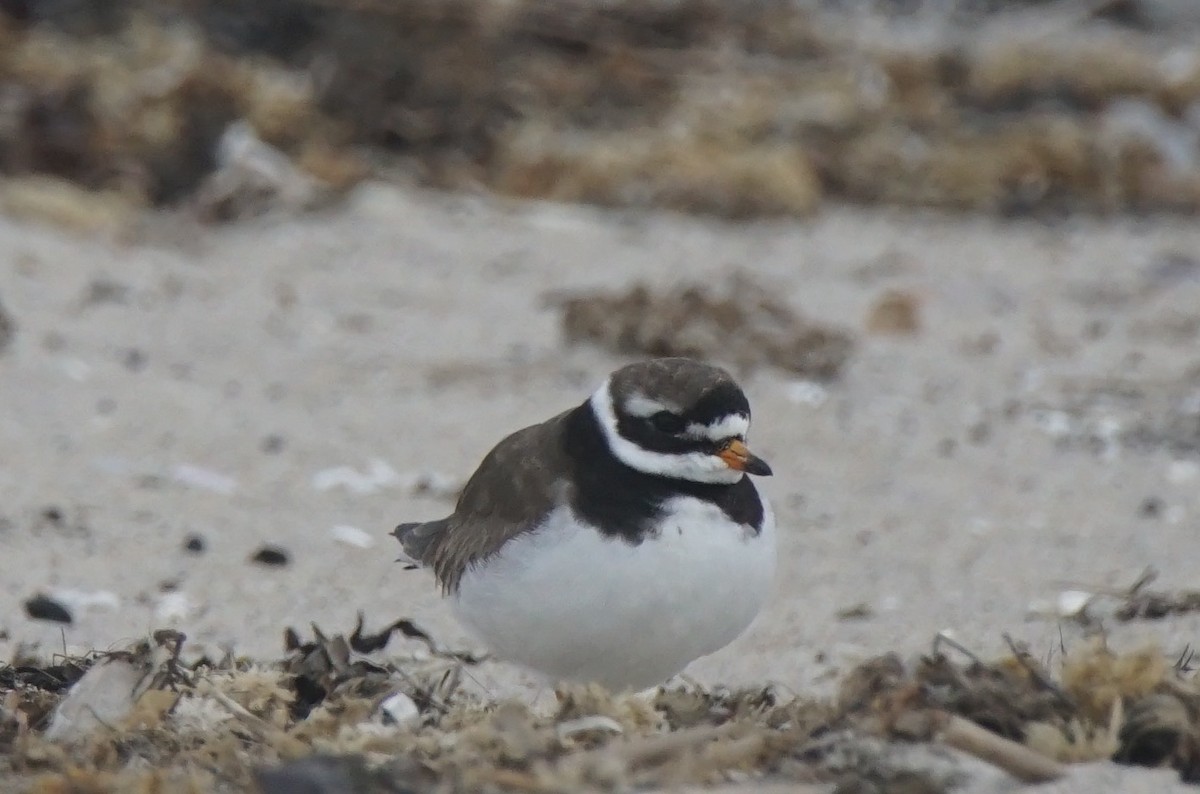 Common Ringed Plover - ML177126281