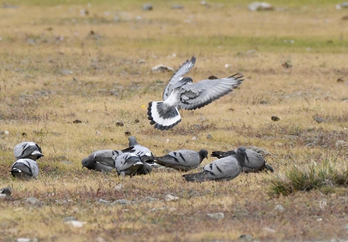 Pigeon des rochers - ML177126561