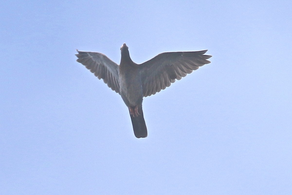 Pigeon à couronne blanche - ML177126931