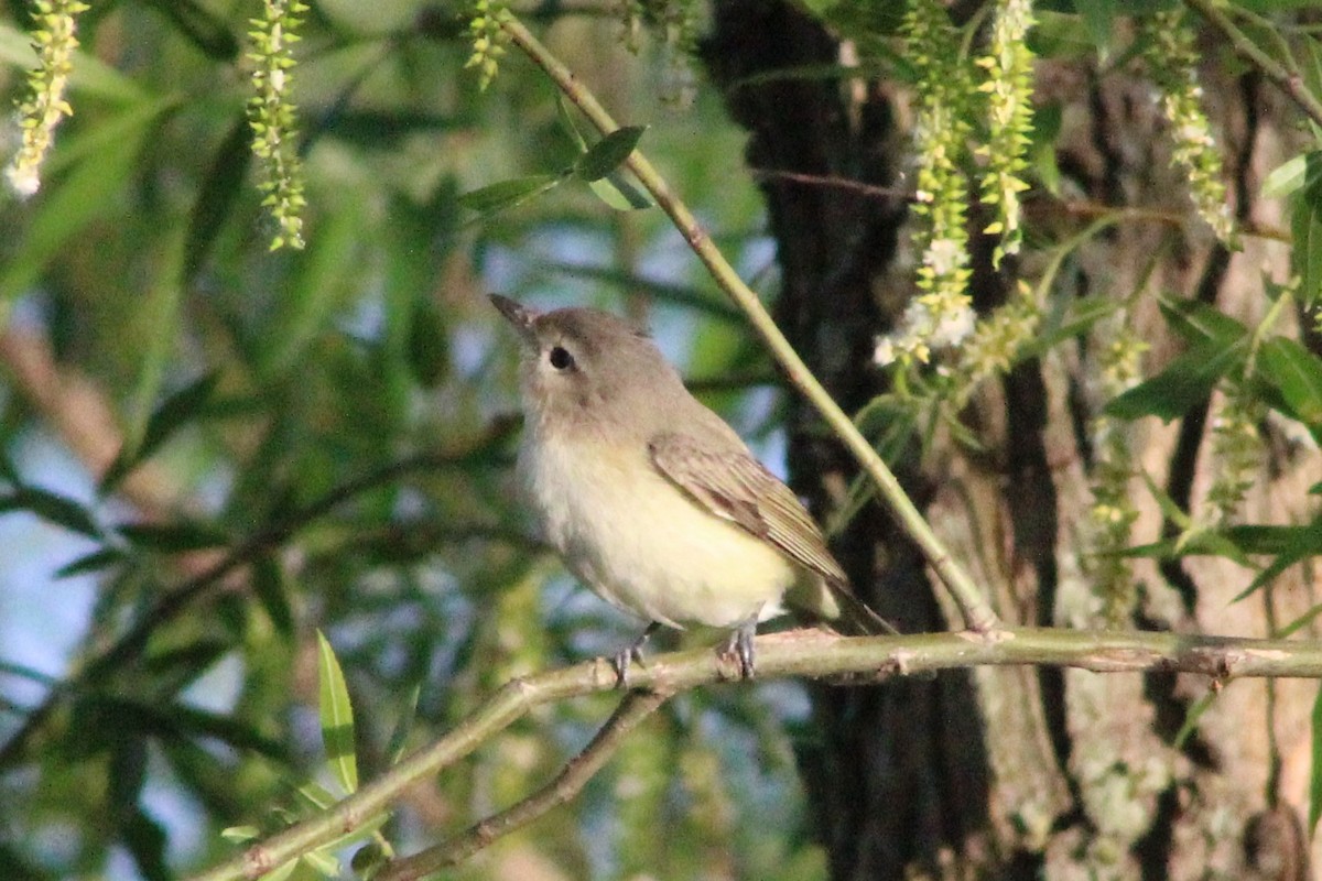 Warbling Vireo - ML177127171