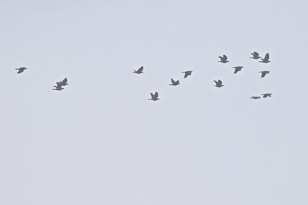 Pigeon à couronne blanche - ML177127821