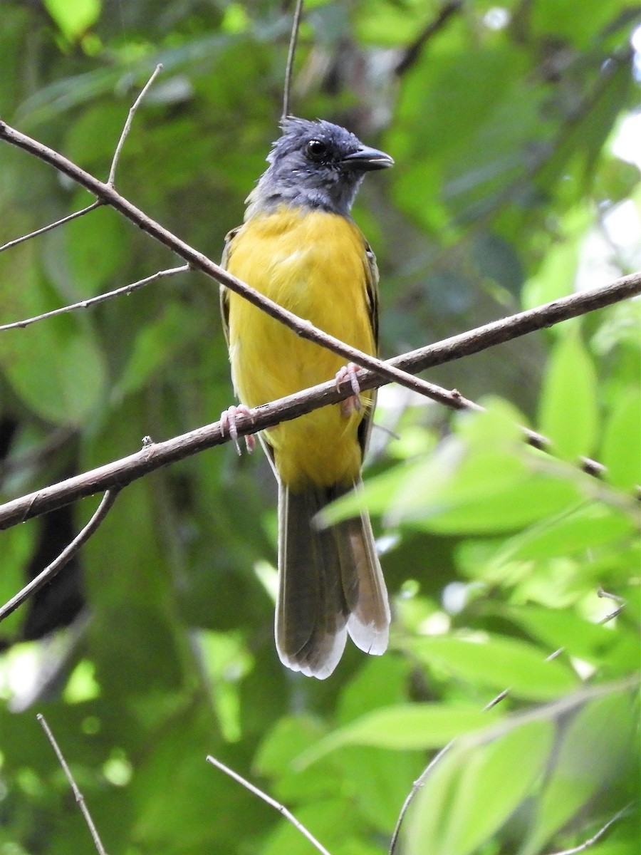 Gray-headed Tanager - ML177128101