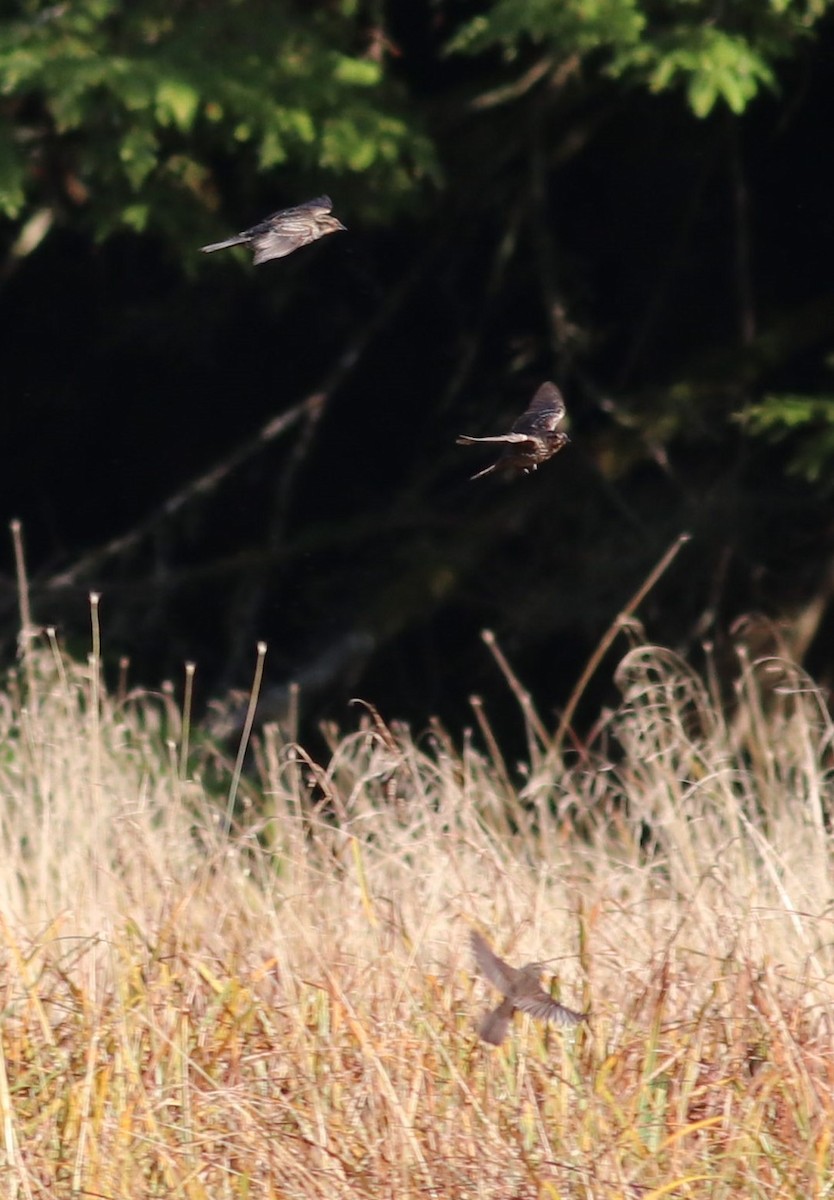 Red-winged Blackbird - ML177128141