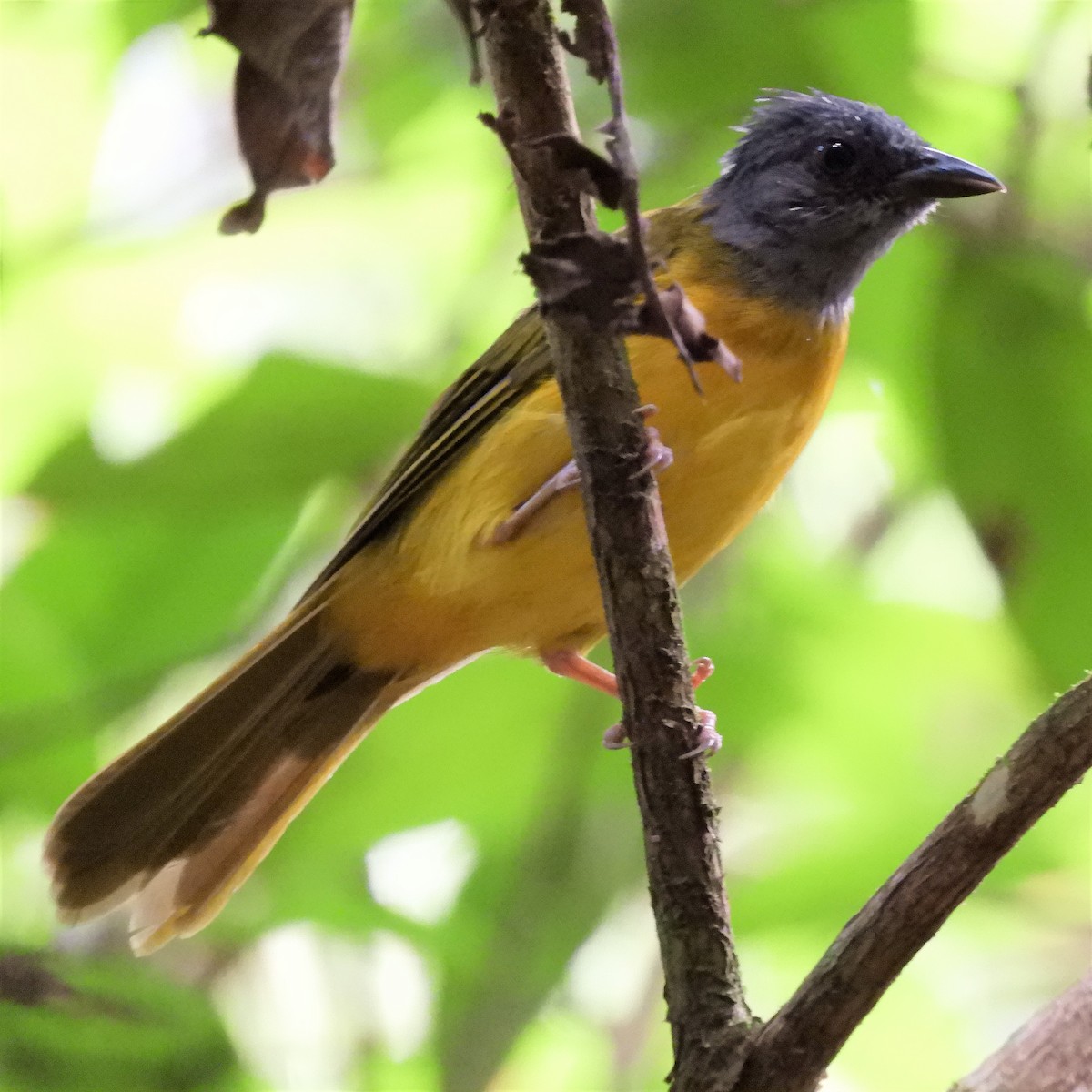 Gray-headed Tanager - ML177128201