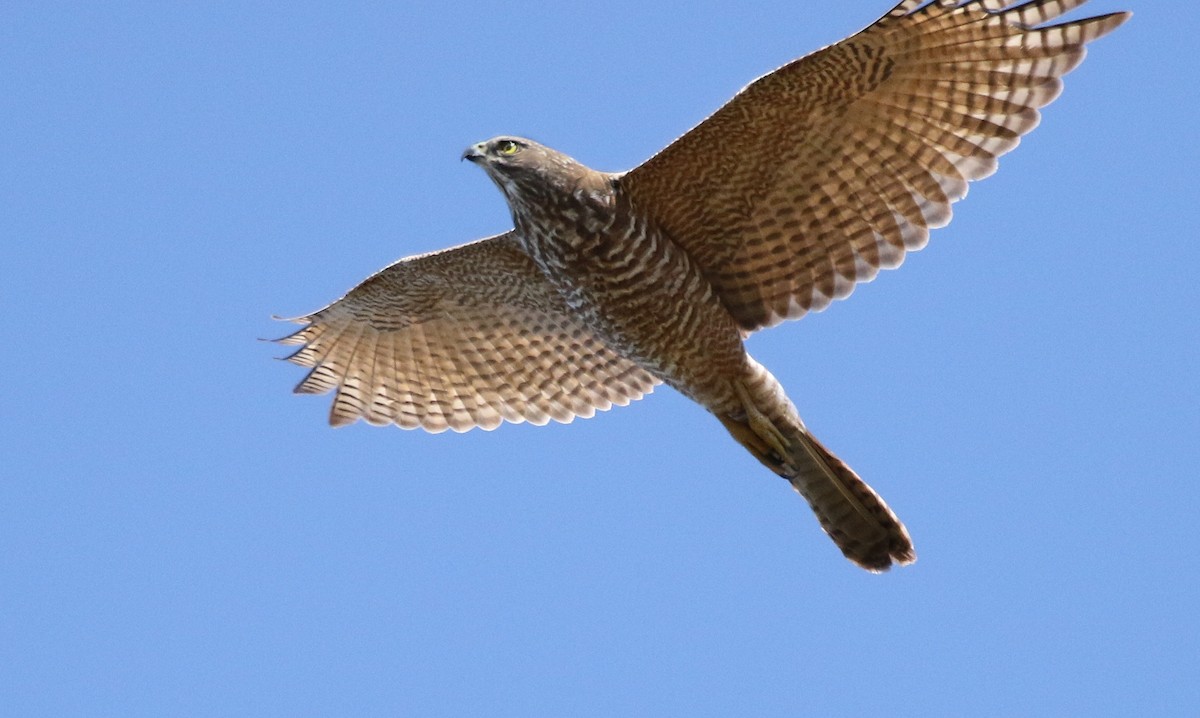 Brown Goshawk - David Ongley