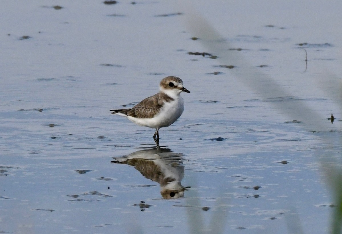 Kentish Plover - ML177133001