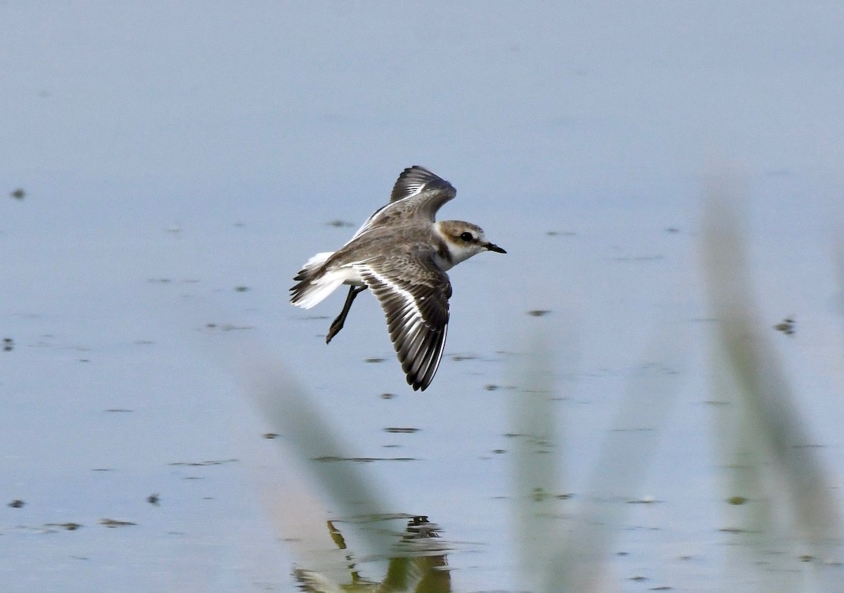 Kentish Plover - ML177133011