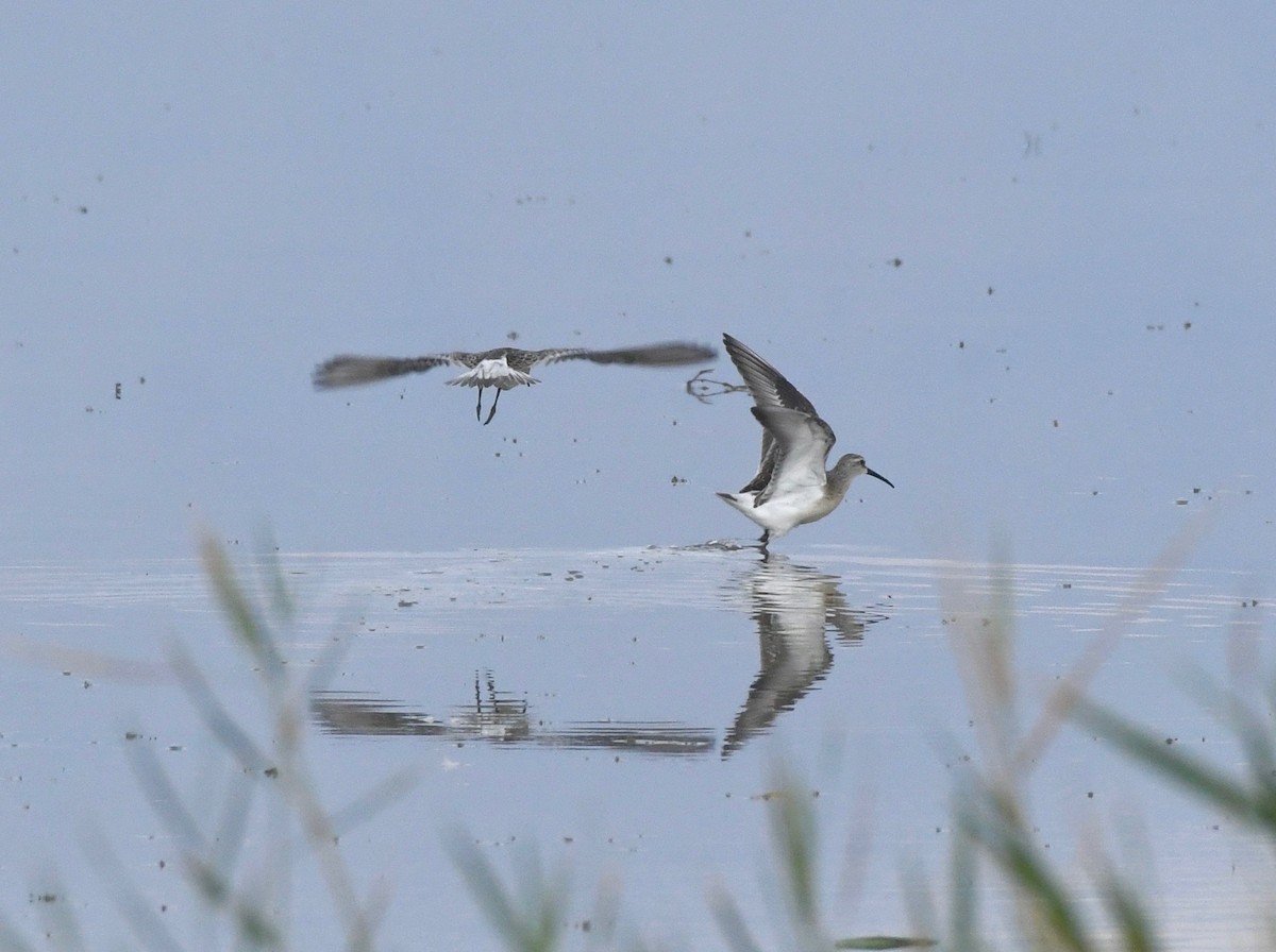 Curlew Sandpiper - ML177133101