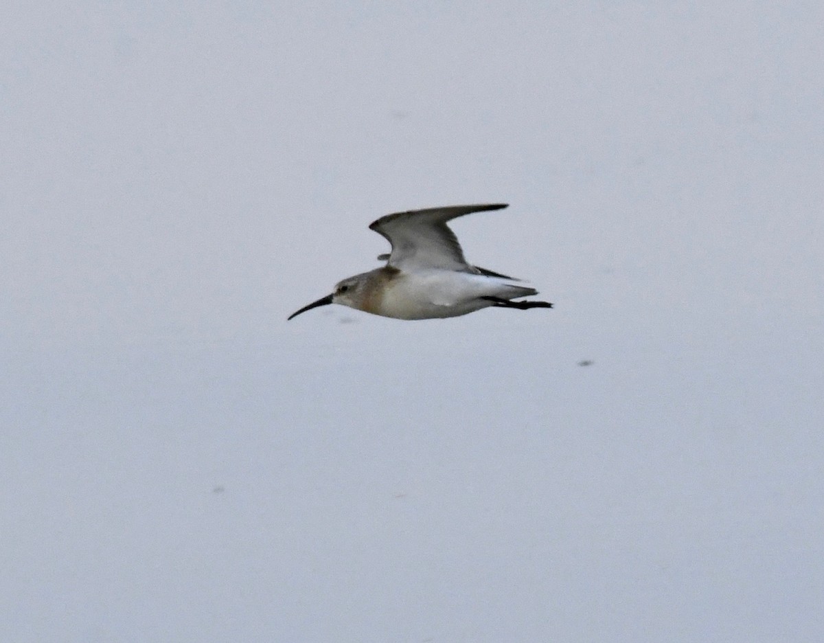 Curlew Sandpiper - ML177133151