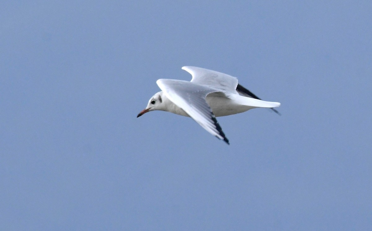 Black-headed Gull - ML177133181