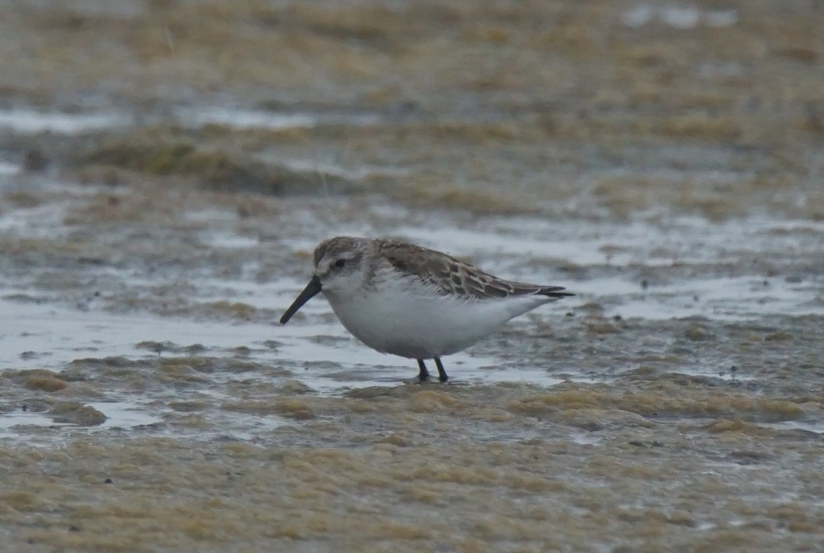 Western Sandpiper - Nevine Jacob