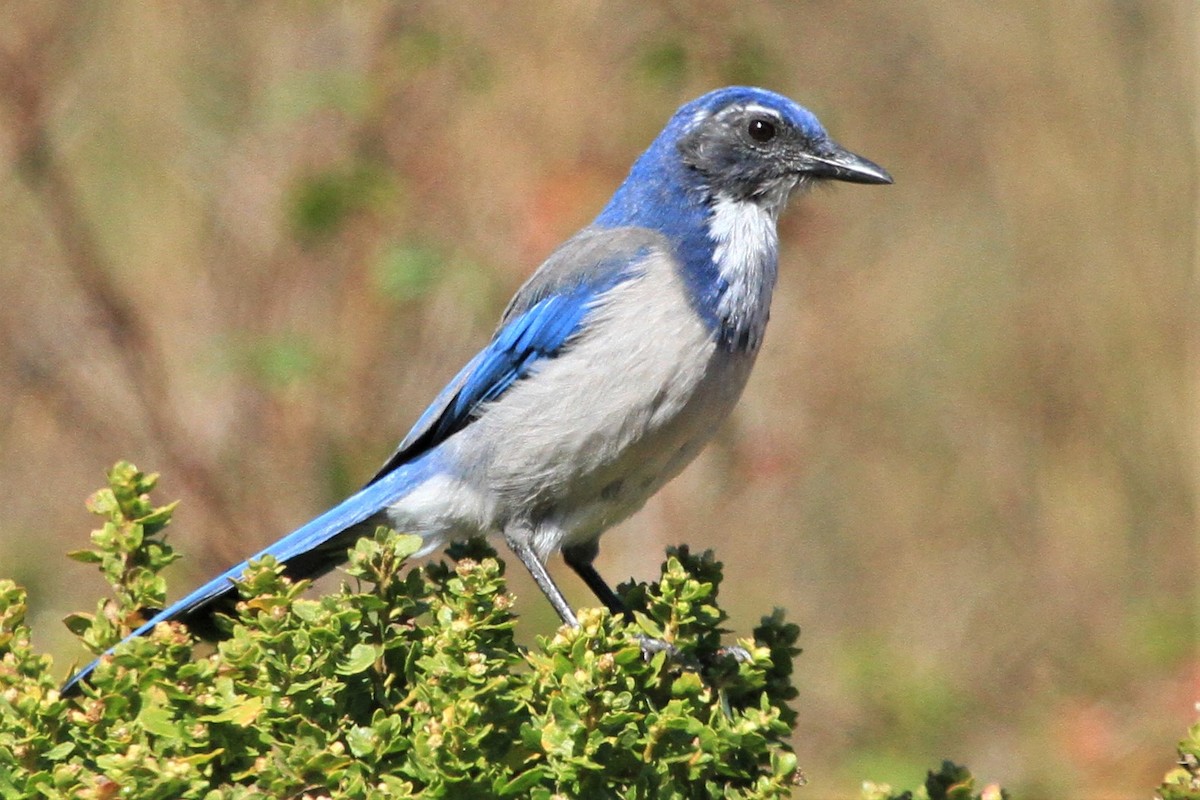 California Scrub-Jay - Kent Forward