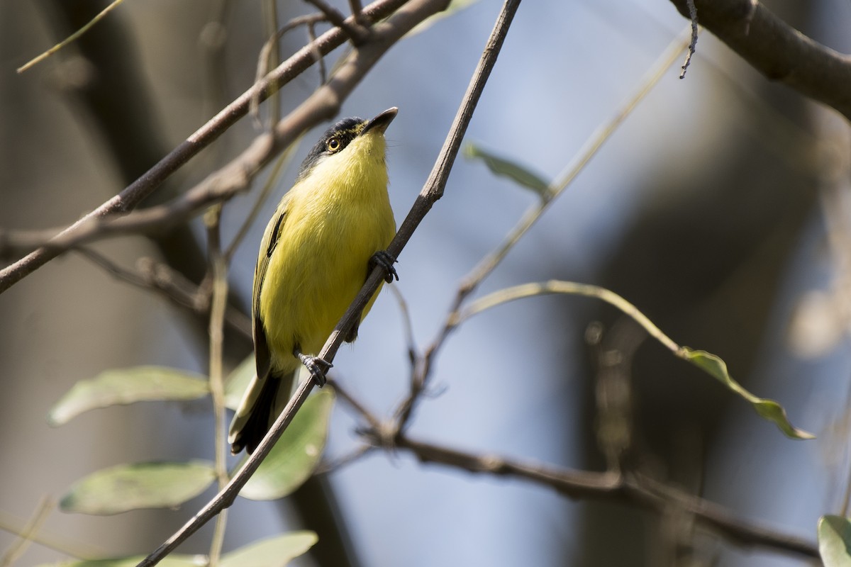 Common Tody-Flycatcher - Luiz Carlos Ramassotti