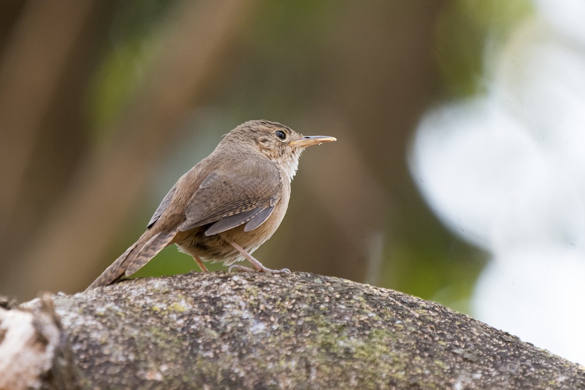 House Wren - ML177137731