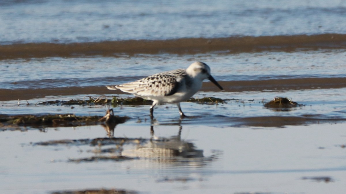 Sanderling - ML177140311