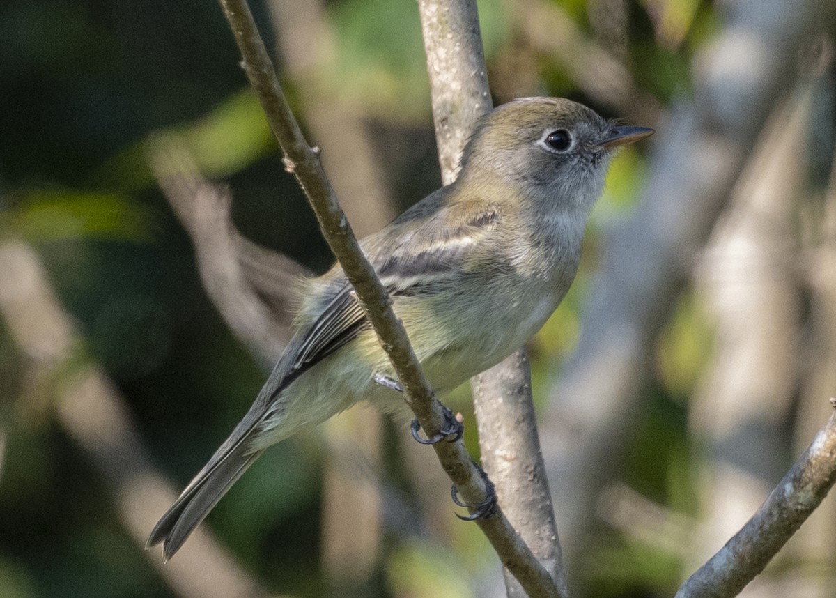 Least Flycatcher - ML177141591