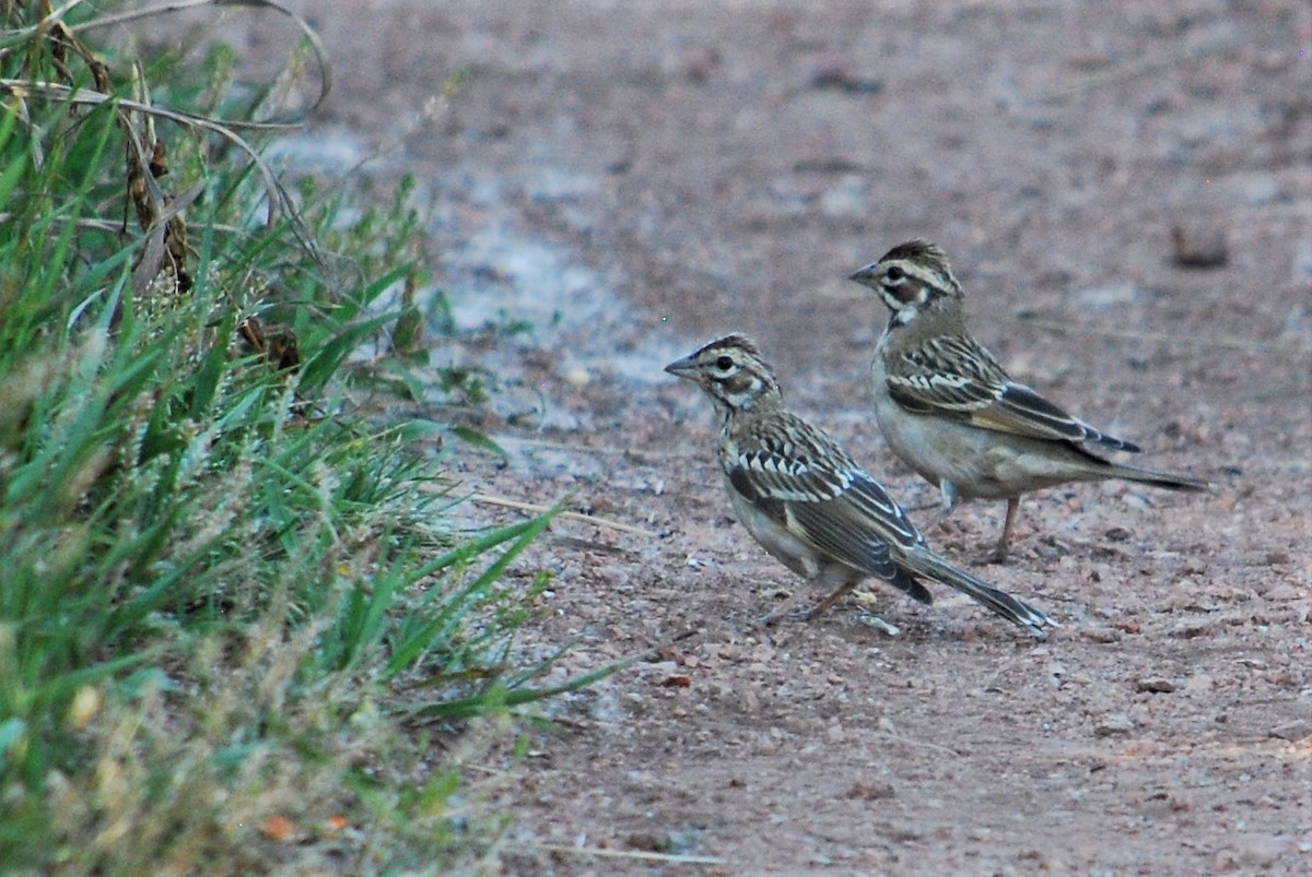 Lark Sparrow - ML177142841