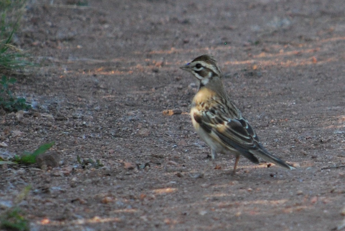 Lark Sparrow - ML177142881