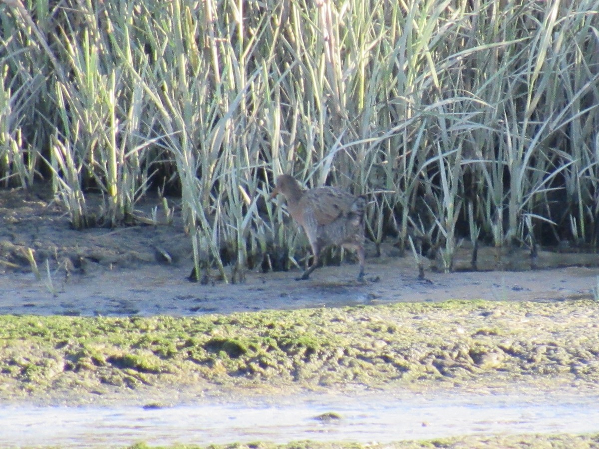 Ridgway's Rail - ML177144161