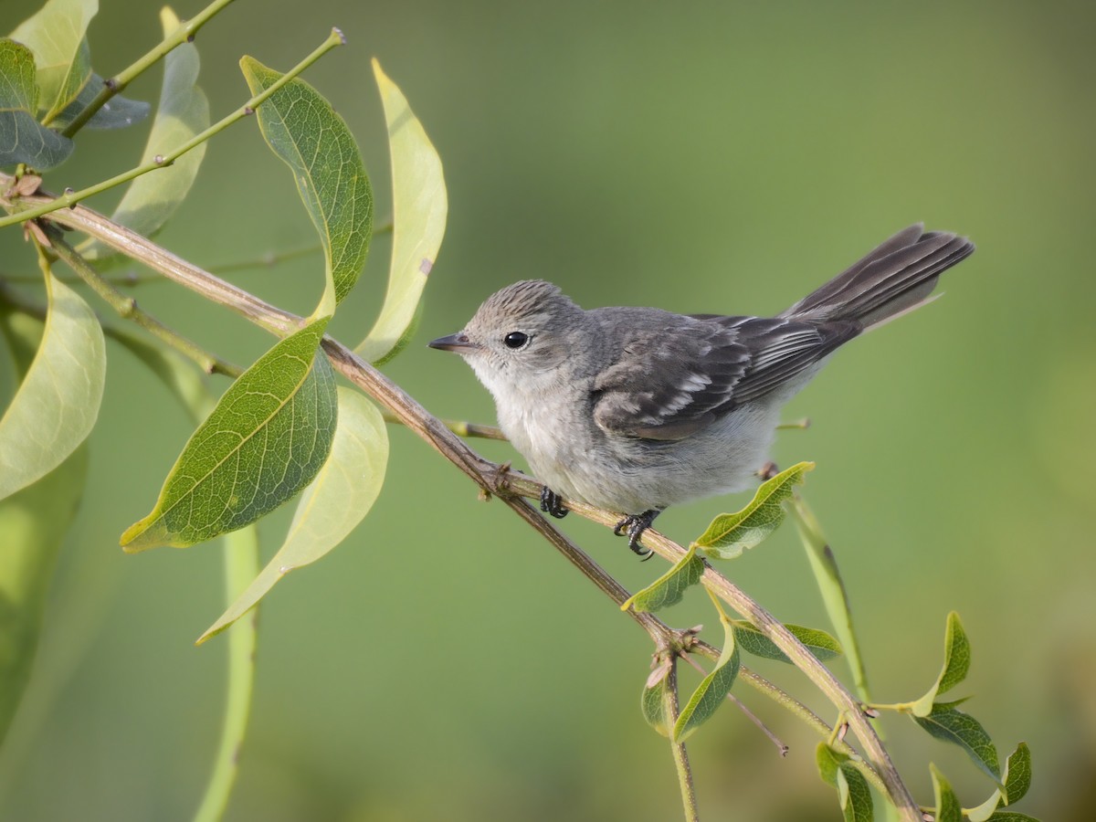 Lesser Elaenia - Valeria  Martins