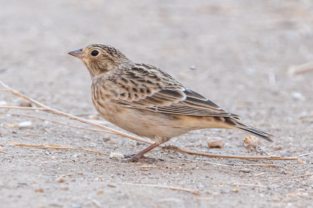 Chestnut-collared Longspur - Jeff Bray