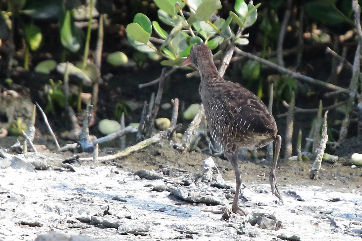 Slaty-breasted Rail - Anonymous