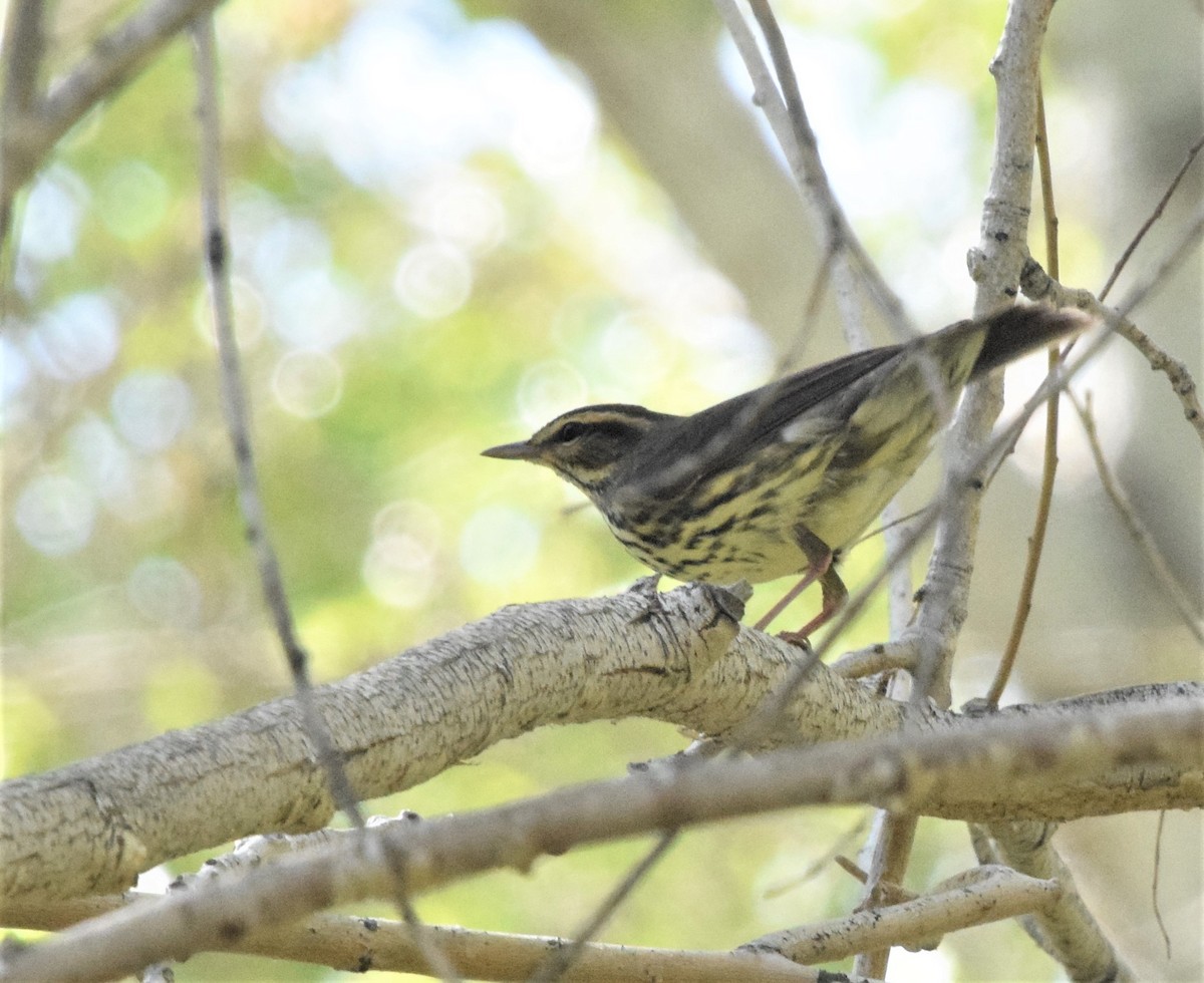 Northern Waterthrush - ML177147941