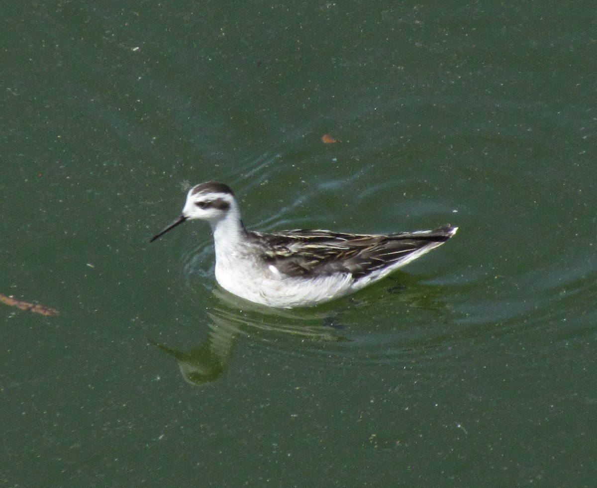 Red-necked Phalarope - ML177150221