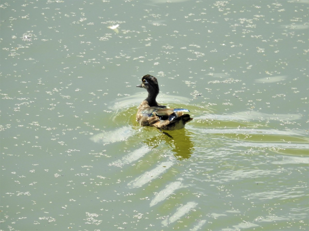 Wood Duck - ML177150511