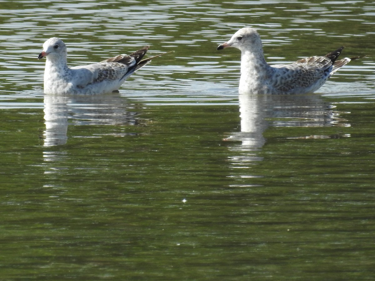 Ring-billed Gull - ML177150581