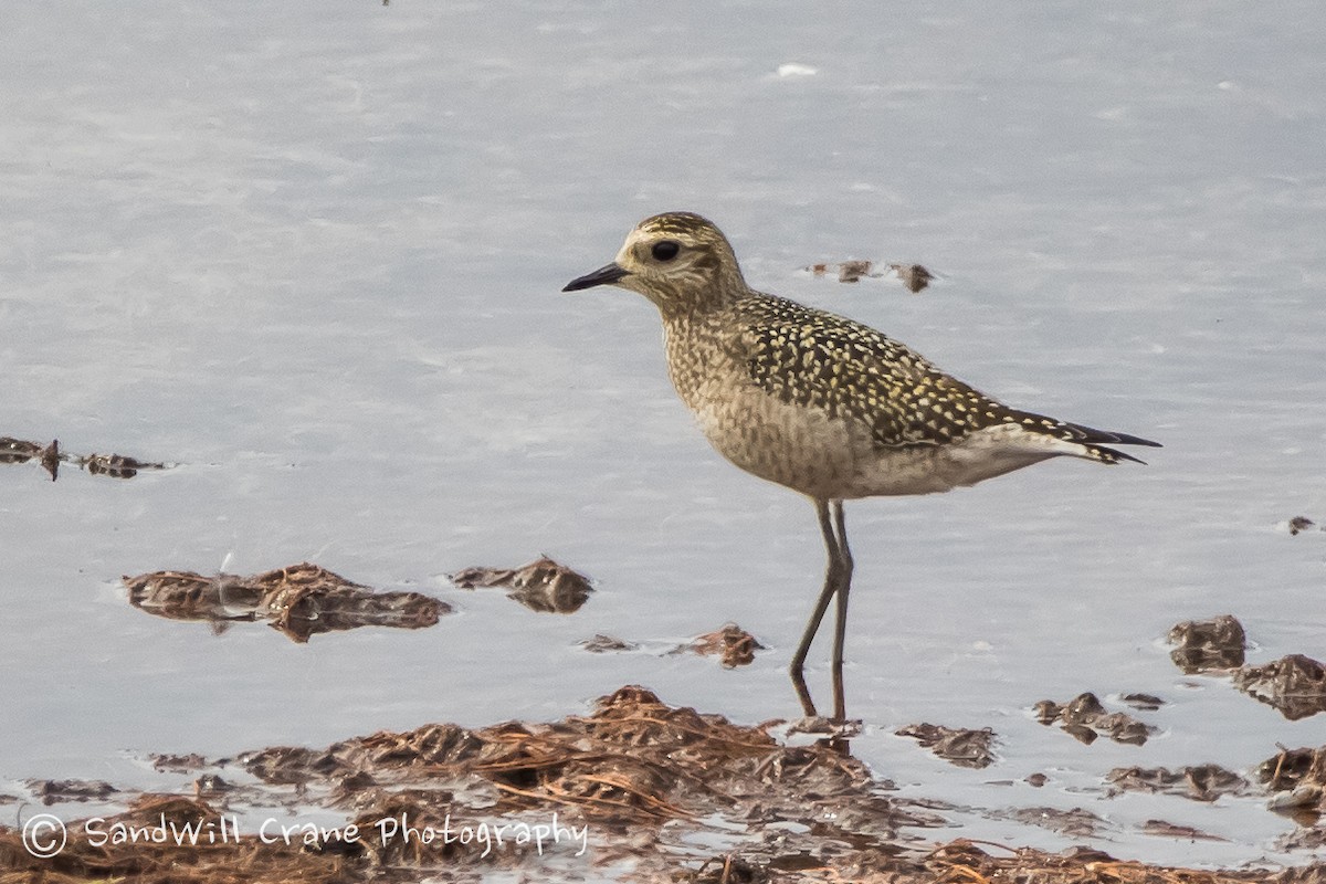 American Golden-Plover - ML177150841