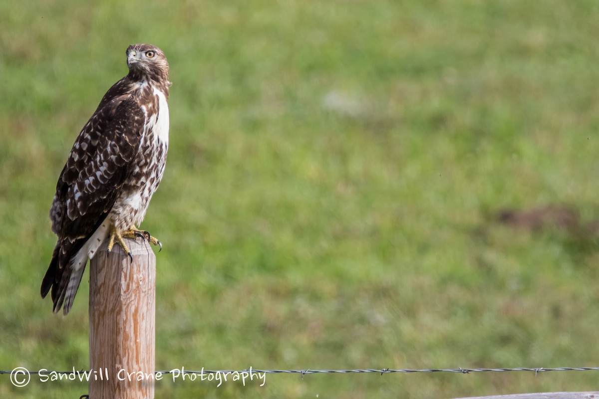 Red-tailed Hawk - ML177151361