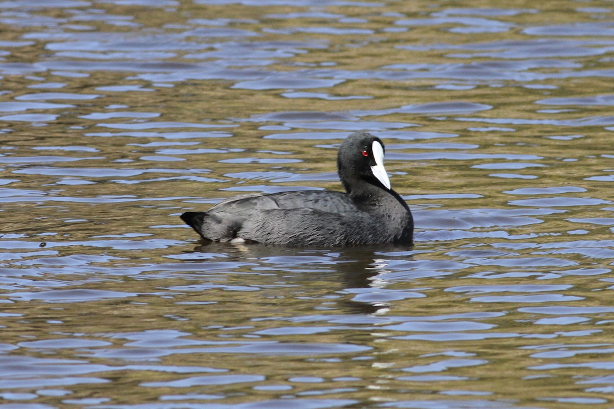 Eurasian Coot - Robert Hamilton