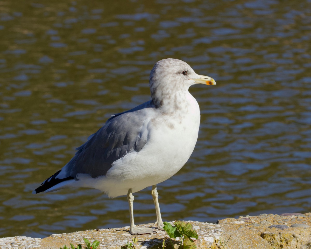 Gaviota Californiana - ML177155811