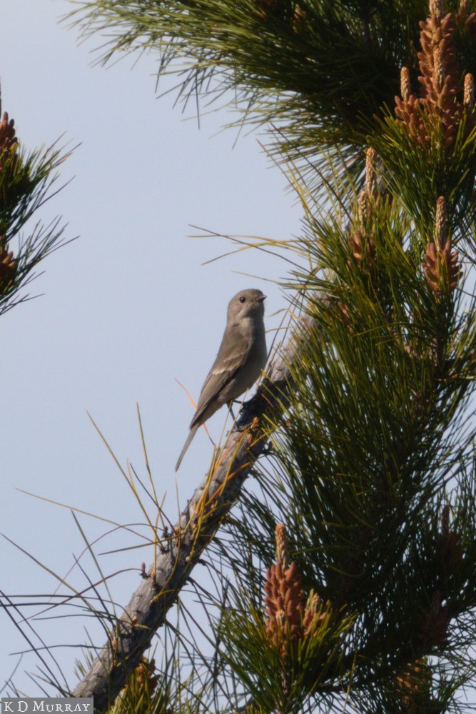 Golden Whistler - ML177155871