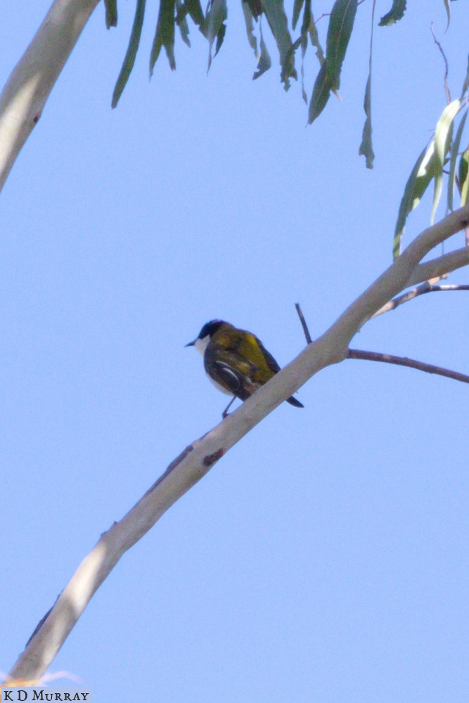 White-naped Honeyeater - ML177157011