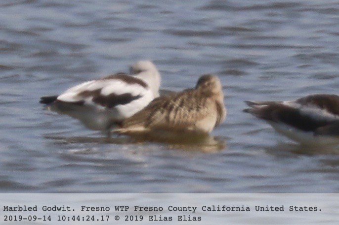 Marbled Godwit - ML177158801